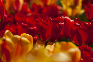 Fototapeta na wymiar Spring tulips in the garden, spring blossom