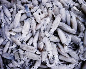 Squid Seafood Fresh Raw Food