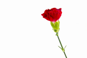 Obraz premium beautiful dianthus flower isolated on white background