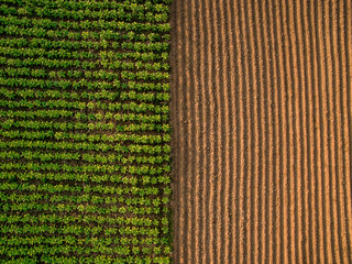 Aerial view ; Rows of soil before planting.Furrows row pattern in a plowed field prepared for planting crops in spring.Horizontal view in perspective. - obrazy, fototapety, plakaty