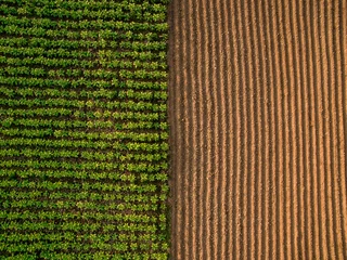 Fotobehang Aerial view   Rows of soil before planting.Furrows row pattern in a plowed field prepared for planting crops in spring.Horizontal view in perspective. © Thongsuk