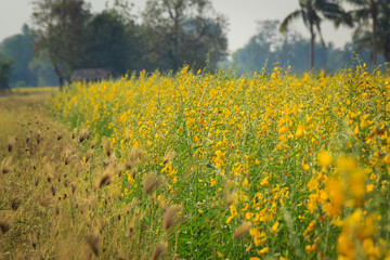 Yellow flowers  in the field.