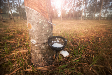 Close-up of the rubber latex drop from rubber tree