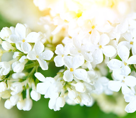 Fototapeta na wymiar delicate white lilac dewdrops. Spring natural look. Spring mood. 