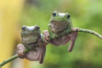 2 frogs