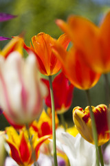 Colorful tulips in spring of flowers