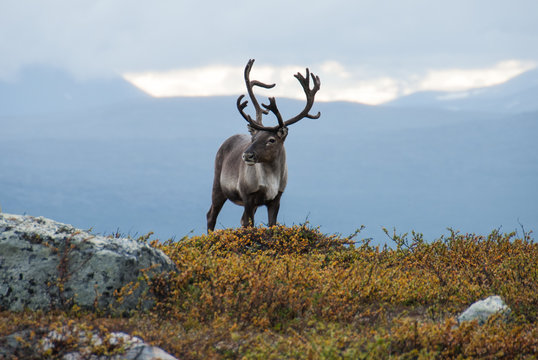 Reindeer