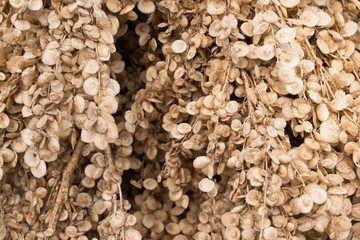 Atriplex hortensis. Hanging garden orache seeds - abstract background