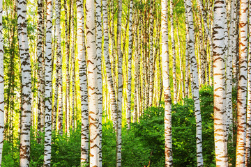 Obraz premium summer in sunny birch forest