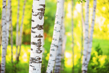 summer in sunny birch forest