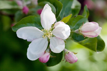 apple tree flower