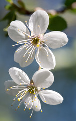 cherry flowers