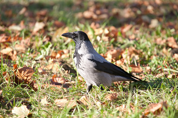 crow