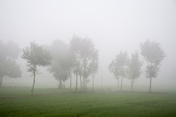 Foggy morning and landscapes 