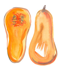 Single big ripe orange butternut squash cut in half painted in watercolor on clean white background