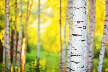 summer in sunny birch forest - 139067347