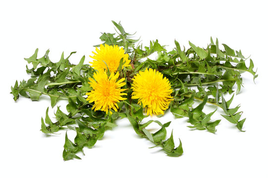 Dandelion flowers with leaves isolated.