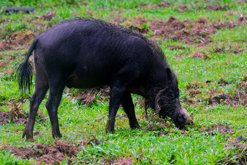 Bornean bearded pig, Bako National Park, Borneo, Malaysia