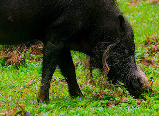 Bornean bearded pig, Bako National Park, Borneo, Malaysia