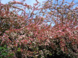 Blüten eines Zierapfelbaumes