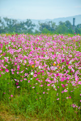 Obraz premium Cosmos flowers blooming