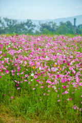 Cosmos flowers blooming