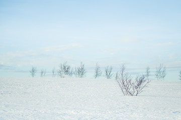 A beautiful, minimalist landscape of snowy Norwegian fields with trees. Clean, light, high key, decorative look.