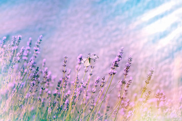 White butterfly on lavender flower in flower garden
