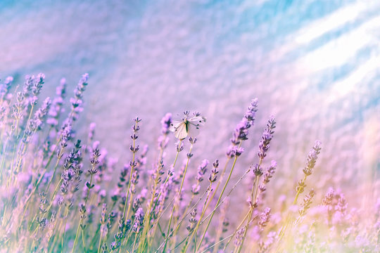 White butterfly on lavender flower in flower garden
