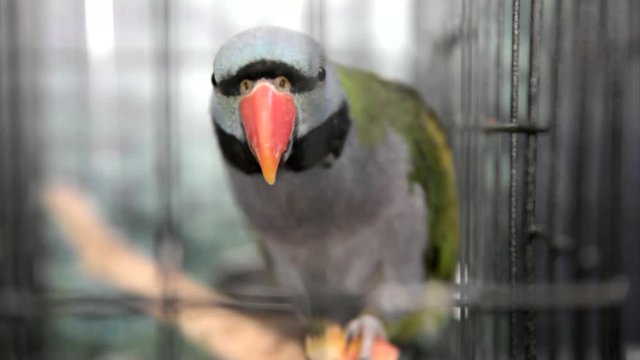 Lord Derbys parakeet eating apple