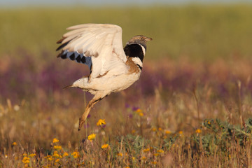 Display season little bustard