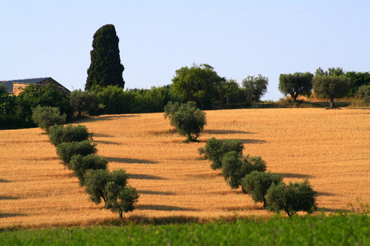 Campagna Teramana. Campi di grano e alberi di olivo