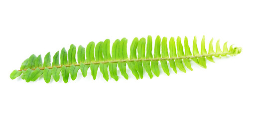 Fresh fern leaf isolated on white background
