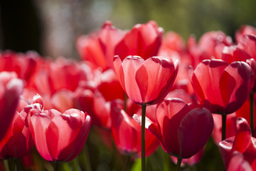 Beautiful close up macro tulip