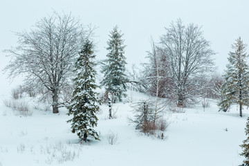 Fototapeta na wymiar Winter Carpathian Mountains landscape.