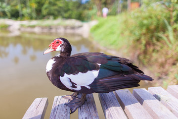 Muskovy duck with pond on background.  Focus on the head