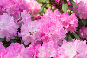 Fototapeta premium Flower Pink Rhododendron close-up