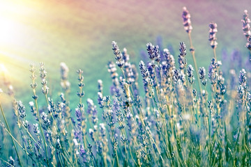 Lavender flower in flower garden