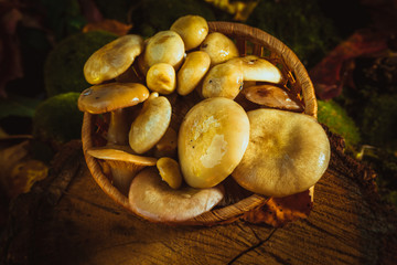 russula mushrooms in a wicker basket close up on moss