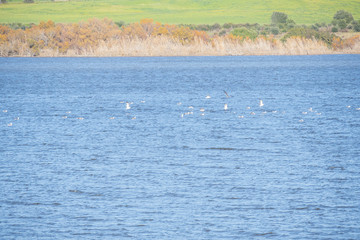 Birds in the Medina lagoon, Jerez de la Frontera, Cadiz, Spain