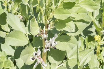 Plantation broad bean blooming