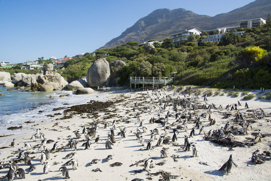 AFRICAN PENGUINS BOULDERS BEACH CAPE TOWN SOUTH AFRICA