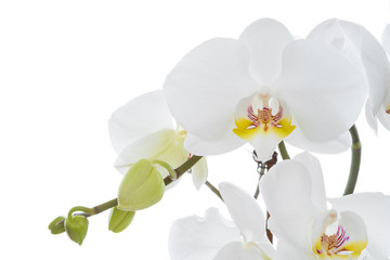 Naklejka na ściany i meble White orchid flower with buds
