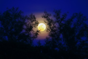 Fototapeta na wymiar Full moon beautiful over dark sky at have tree shadow in night