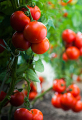 Ripe tomatoes in garden ready to harvest