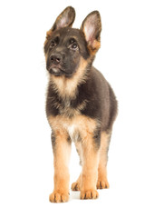 Puppy looking