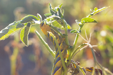 Acherontia Atropos Caterpillar eat Potato Plant