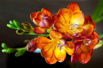 Close up blossom of red and yellow freesia flower with buds on dark background