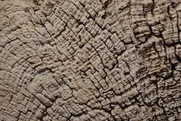 tree wood texture background