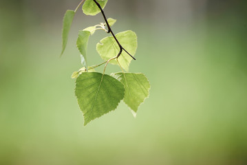 Sunny young green spring leaves of birch tree, natural eco seasonal background with copy space